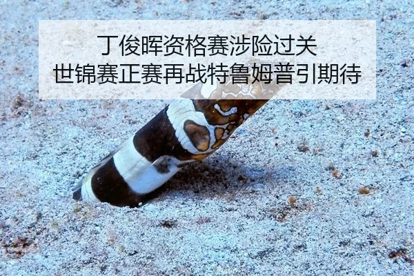 丁俊晖资格赛涉险过关 世锦赛正赛再战特鲁姆普引期待