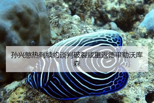 sun-xing-min-re-ci-xu-yue-tan-pan-po-lie-huo-chong-fan-de-jia-lei-wo-ku-sen-1-403.jpg